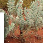 Birdsville Track-29 Preview 3