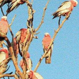 Birdsville Track-3 Preview 3