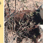 Birdsville Track-23 Preview 3