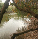 Cape York-8 Preview 3