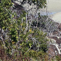 Cape York-27 Preview 3