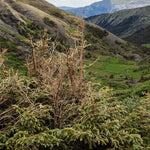 Rio Grande National Forest Visitor Map - Conejos Peak Ranger District (West Half) Preview 3
