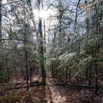 Wildlands Trust - Crystal Spring Preserve - Plainville, MA Preview 3