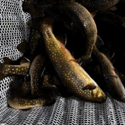 Fort Drum 2023 Fish Stocking Locations Preview 3