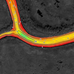 AEM Lower Red River: Wavey, Netley, and Muckle creeks Preview 3