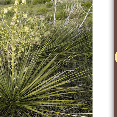 Cibola National Forest, Kiowa National Grassland (East) Preview 3