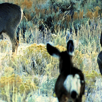 Fishlake National Forest Visitor Map North Half 2024 Preview 3