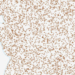 35117SE Page 37 Cuddeback Lake Topo Preview 2