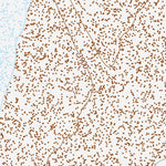 39118SE Page 50 Fallon Topo Preview 3