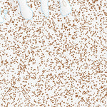 40115SW Page 74 Ruby Lake Topo Preview 3