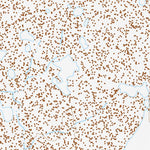 40115SW Page 75 Ruby Lake Topo Preview 3