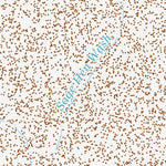 40118SW Page 62 Lovelock Topo Preview 3