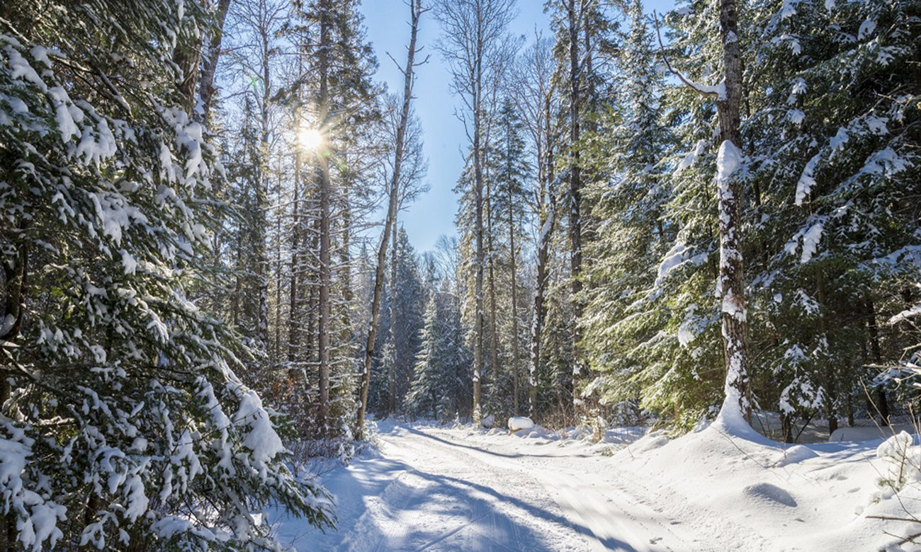  Cross-country skiing in Algonquin National Park 