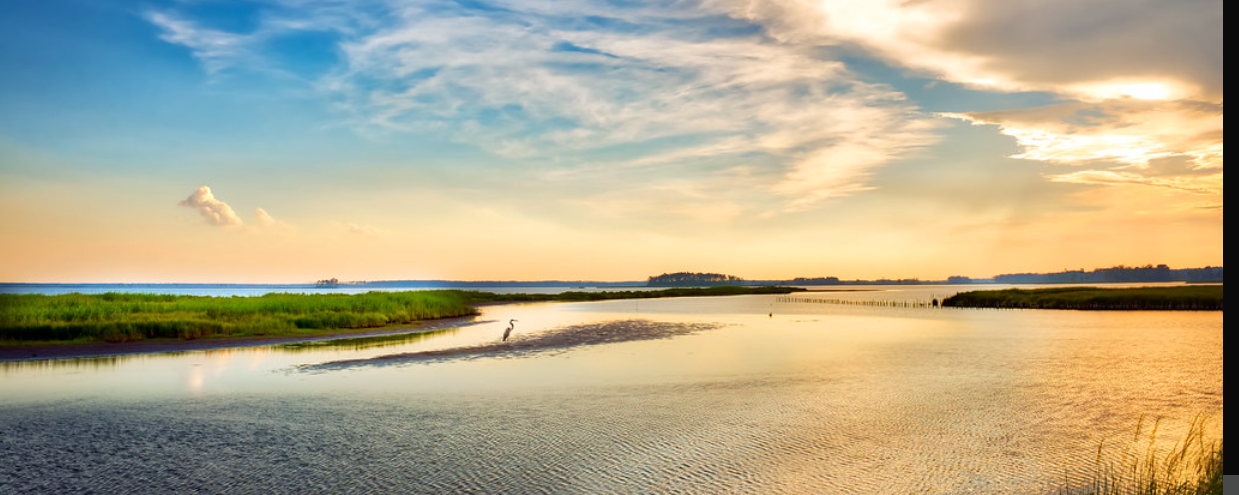  Great Blue Heron enjoying a golden Chesapeake Bay sunset 