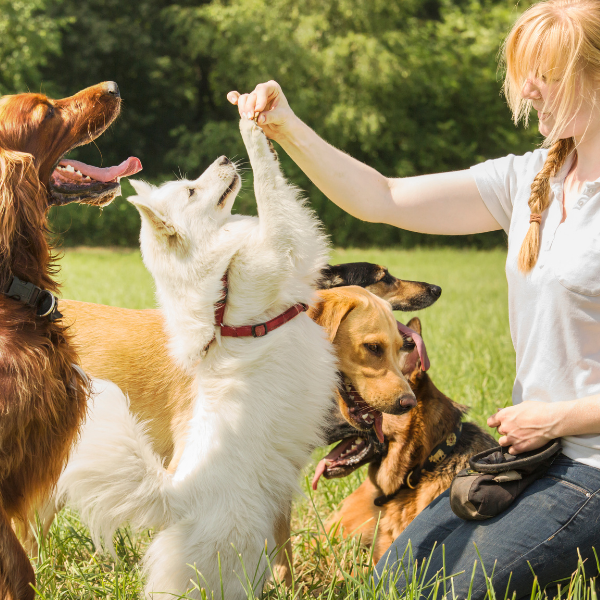 Woman training a dog with a treat