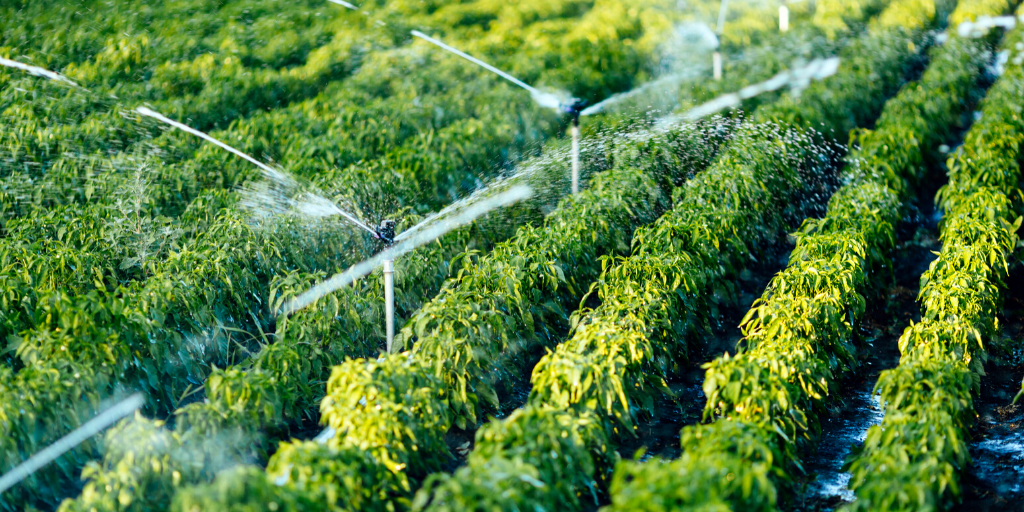 Irrigating crops