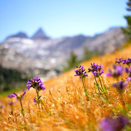 Purple flowers in a meadow