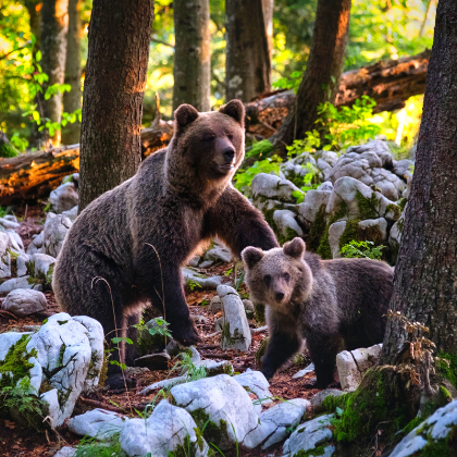 Mama bear and cub in the forest