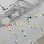 Arctic Alaska Observation and Knowledge Hub (AAOKH) Utqiagvik Ice Trail Map with Thickness - 25 April 2024 digital map