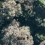 JMR Habitat Hectares Site Map Preview 3