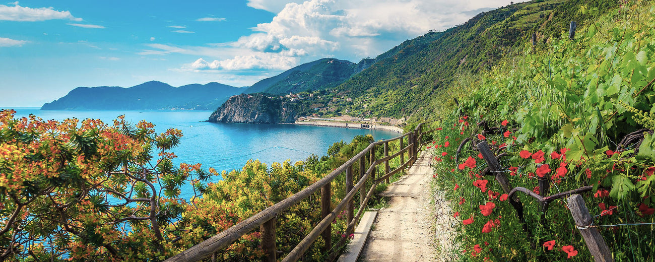 Flowery hiking path in the vineyard, Manarola, Liguria, Italy