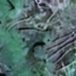 Sakatah WMA - Sakatah Lake Island 1 Unit Preview 2