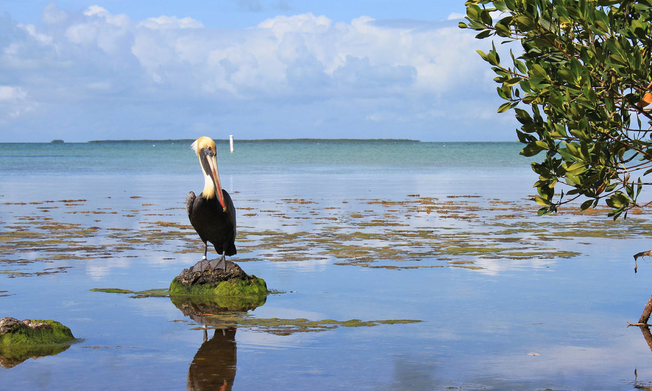 Everglades National Park 