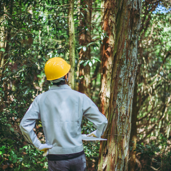 Man in yellow hard hat doing work in a forest