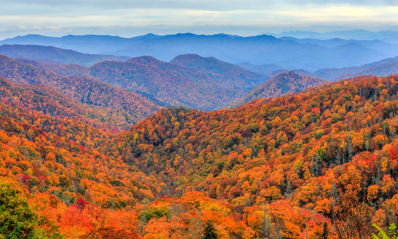 Orange trees in the Great Smoky Mountains National Park