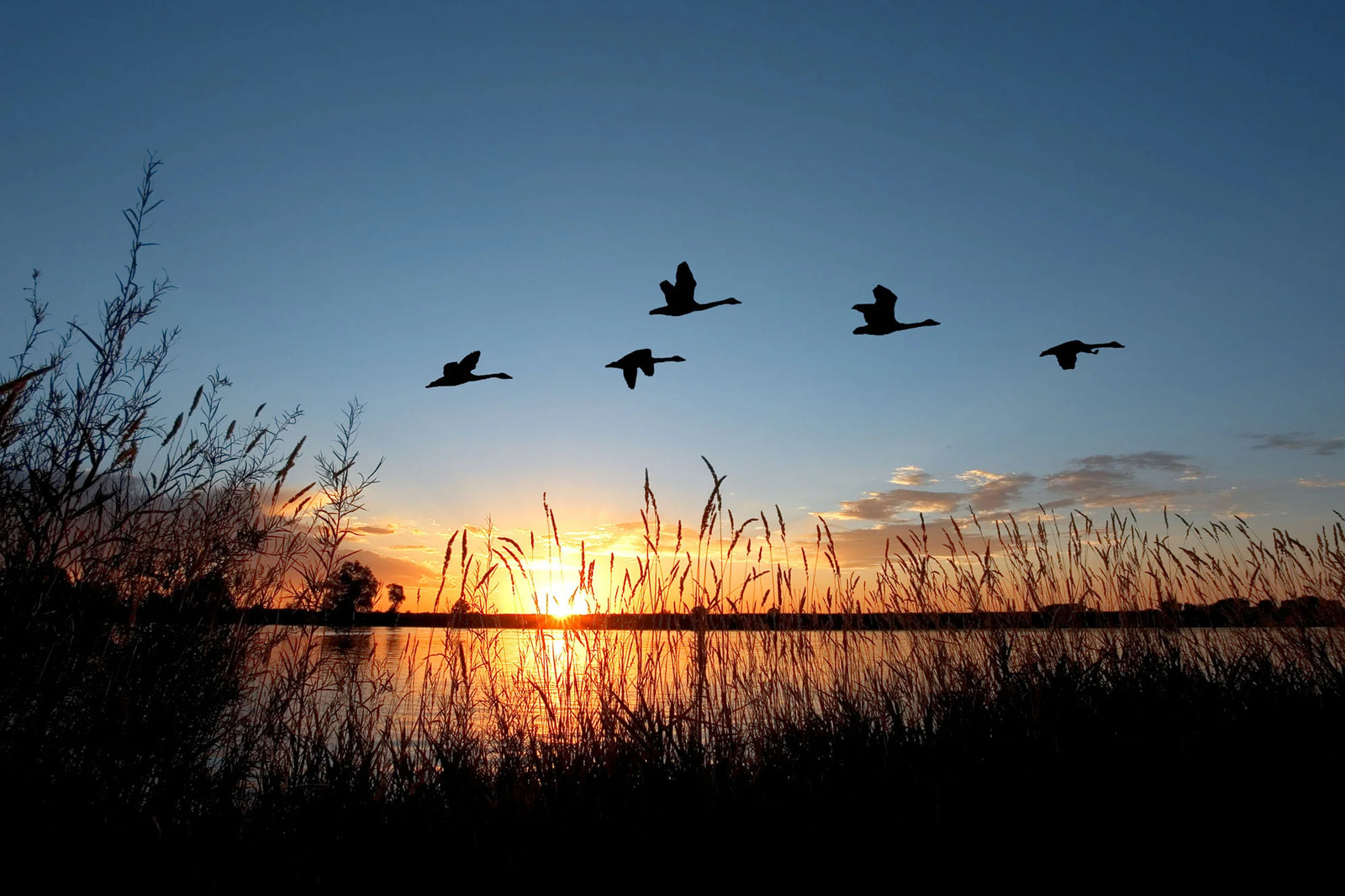 Geese flying over a pond at sunrise