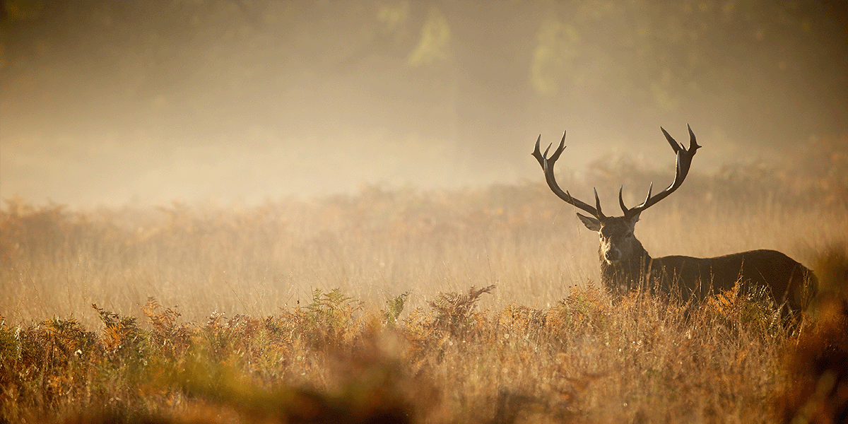 deer in akikokan ontario