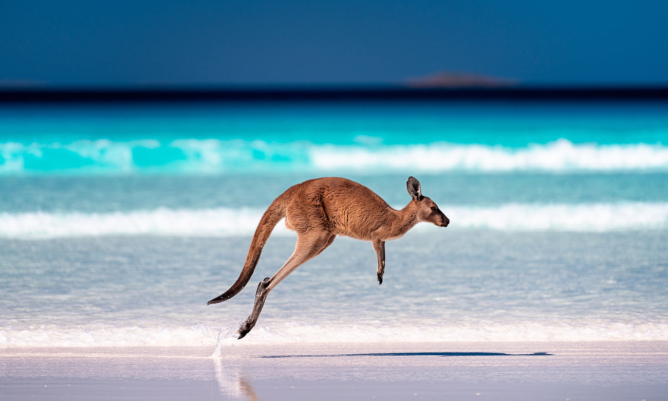  Kangaroo hopping / jumping mid air on sand near the surf on the beach at Lucky Bay, Cape Le Grand National Park, Esperance, Western Australia 