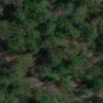 Flora records in Royal National Park, NSW Australia Preview 3