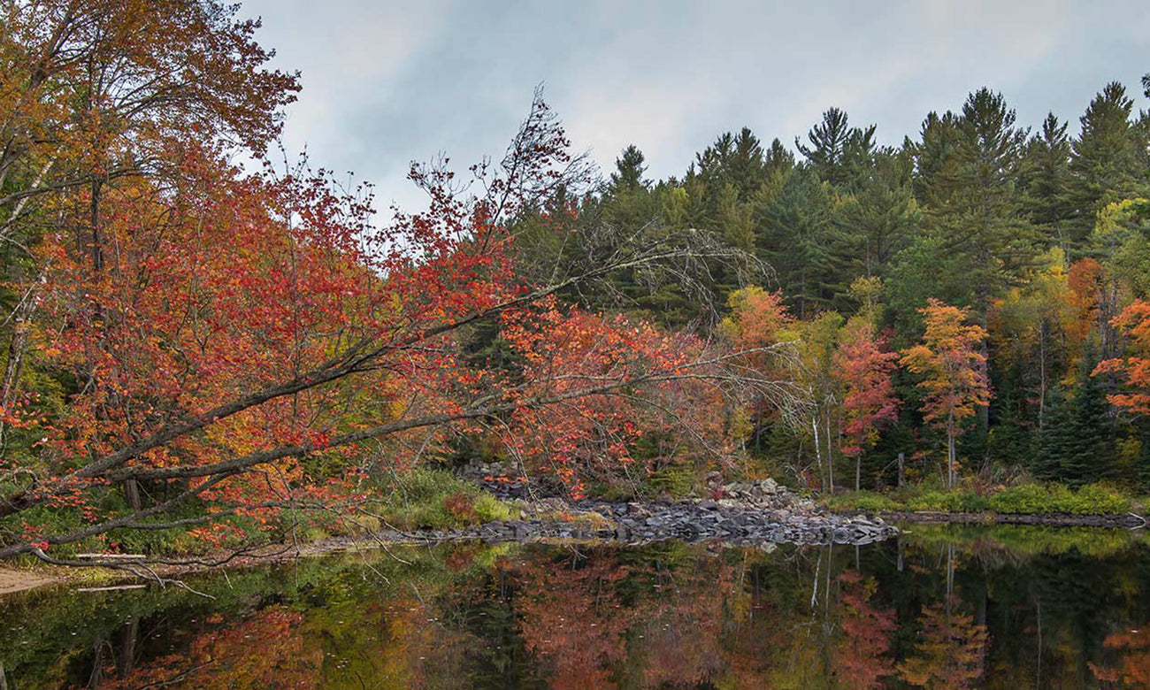 Colourful trees at Altona Forest