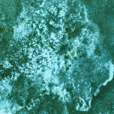 United States Geological Survey Flamingo, FL (1973, 24000-Scale) digital map