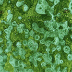 United States Geological Survey Little Marsh, FL (1974, 24000-Scale) digital map