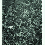 United States Geological Survey Newell, AL (1975, 24000-Scale) digital map