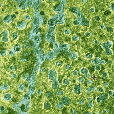United States Geological Survey West Of Horseshoe Head, FL (1974, 24000-Scale) digital map