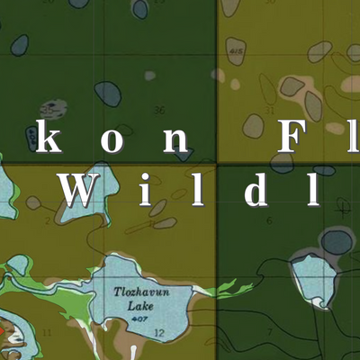 Yukon Flats NWR (YKF-27 - #27 of 48) Preview 2
