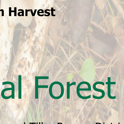 Umpqua NF - Mushroom Harvest SW Preview 3