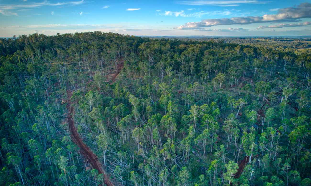 Aerial view of Wombat State Forest