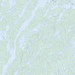 Gaste Lake, NT (074P15 Toporama)