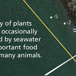 Jawbone Marine Sanctuary Visitor Guide