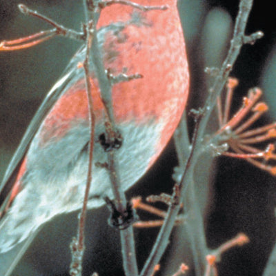 Northern MI All-Outdoors Atlas & Field Guide pg. 128-129
