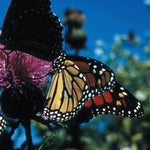 Northern MI All-Outdoors Atlas & Field Guide pg. 138-139