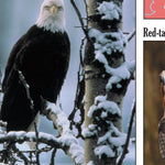 Northern MI All-Outdoors Atlas & Field Guide pg. 044-045