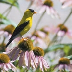 Central-Northwest MN All-Outdoors Atlas & Field Guide pg. 092-093