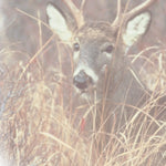 Central-Northwest MN All-Outdoors Atlas & Field Guide pg. 116-117