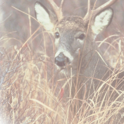 Central-Northwest MN All-Outdoors Atlas & Field Guide pg. 116-117