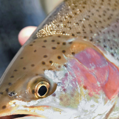 Central-Northwest MN All-Outdoors Atlas & Field Guide pg. 110-111